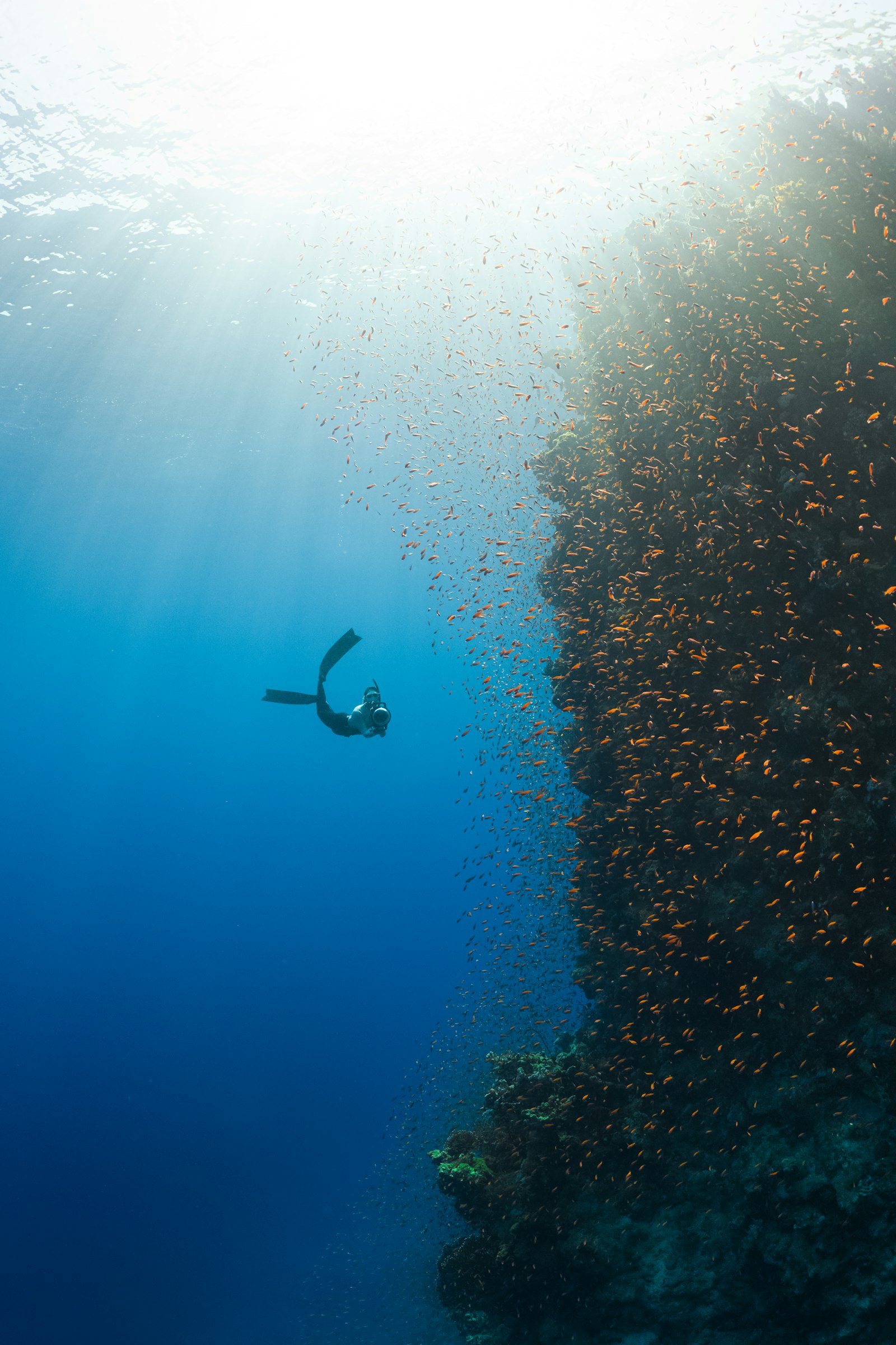 Basic Freediver Course